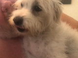 Un chien Westiepoo chante pour imiter son maître