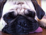 Un chien Bullpug s'endort