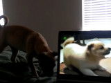 Un chien Chug réagit à une vidéo de chiens