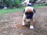 Un jeune chiot Pug Zu explore le jardin