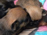 Des chiots Pugshire dorment empilés les uns sur les autres