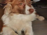 Un adorable chien Borgi se repose