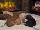 Une portée de chiots Labsky dort près de la cheminée