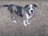 Un Catahoula Bulldog aux magnifiques yeux bleus