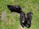 Ces trois chiens Cock-A-Tzu se baladent le long d'un port