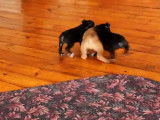 Trois chiots Bullboxer se déplacent timidement dans le salon