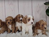 Ces chiots Cavapoo sont extrêmement mignons