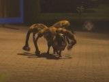 Une vidéo humoristique et dérangeante d'un chien déguisé en araignée