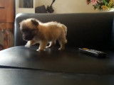 Un jeune chiot Jack Tzu sur le canapé