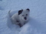 Un chiot Jack-Tzu joue dans la neige