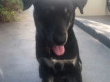 Un adorable Labsky
