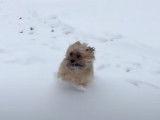 Un chien Havashire fait ses premiers pas dans la neige