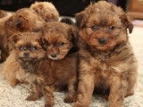 De jeunes chiots Pomapoo découvrent leur environnement