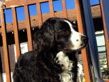 Un chien Aussalier attend au soleil