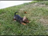 Une jeune Jackshund disponible à l'adoption