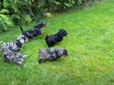 Des petits Cavapoo à vendre