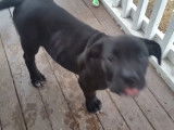 Un Amstiff rejoint son maitre sur une terrasse