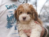 Des adorables petits Saint Berdoodle