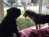 Deux Schnoodles montent la garde