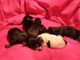 Des chiots Snorkies paisiblement endormis