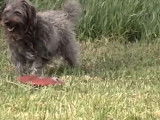 Un jeune Scoodle joue au frisbee avec son ami