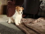 Un adorable Corgipoo