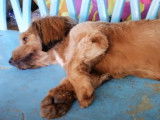 Un Schweenie se repose sur un banc