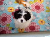 Un adorable Papastzu