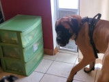Un Saint Bermastiff tourne en rond dans le salon