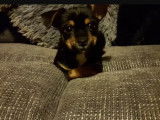 Un adorable petit Jorkie sur un canapé