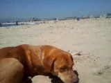 Un Corgidor à la plage