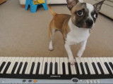 Un Chi Staffy Bull joue du piano