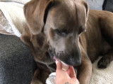 Ce Labrador Corso a pour mission de ne pas casser un oeuf