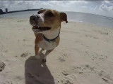 Un Corgi Pit court à la plage