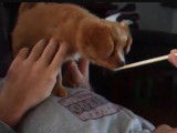 Un jeune Cavapom mange avec des baguettes chinoises