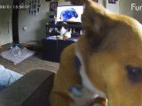 Ce Corgi Basset a activé la caméra de surveillance