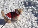 Une Silky Tzu part en balade sous la neige
