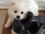 Premiers jours d'un chiot Australian Eskimo dans son foyer