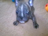 Des chiots Free-Lance Bulldog