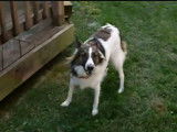 Un Cosheltie court dans son jardin