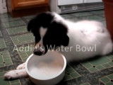 Une Border Collie Pyrénées s'amuse avec son bol d'eau