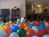 Ce Border Collie Pyrénées fête son premier anniversaire