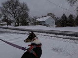 Un Cosheltie dans la neige