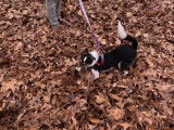 Une Cosheltie joue dans les feuilles mortes
