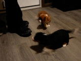 Des chiots Cava-Corgi