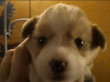 Un adorable chiot Lhasa-Corgi