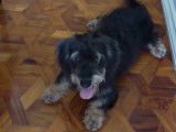 Un Doxie-Chon se repose