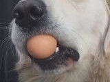 Le dog egg challenge ou défi de l'oeuf viral sur internet