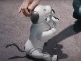 Test du chien-robot Aibo
