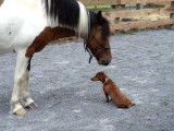 Un chien Teckel s'amuse avec un poney